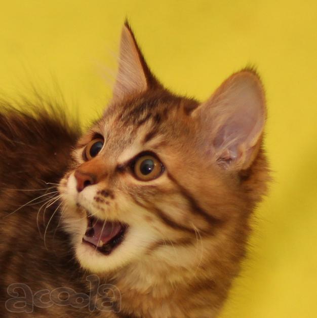 Продажа котят курильский бобтейл